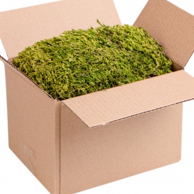 Terrario North King Tropical Moss Box 4L